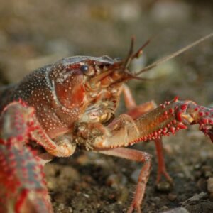 freshwater-crayfish-4494383_1920