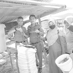 Kadis TPHP Konawe Gunawan Samad (dua dari kiri) beserta stafnya melakukan panen cabai di Desa Unaasi Jaya, Kecamatan Abuki.