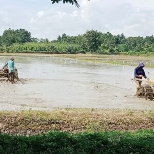 Petani di Kelurahan Mataiwoi, Kecamatan Tongauna saat membajak sawah untuk ditanami padi. Tahun ini, Pemkab Konawe menargetkan peningkatan produktivitas