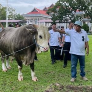 Bupati Konawe, Kery Saiful Konggoasa, secara simbolis melepas keberangkatan sapi kurban Presiden, Rabu (6/7)
