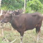 SAPI2