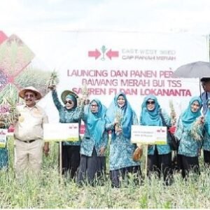 bawang merah1