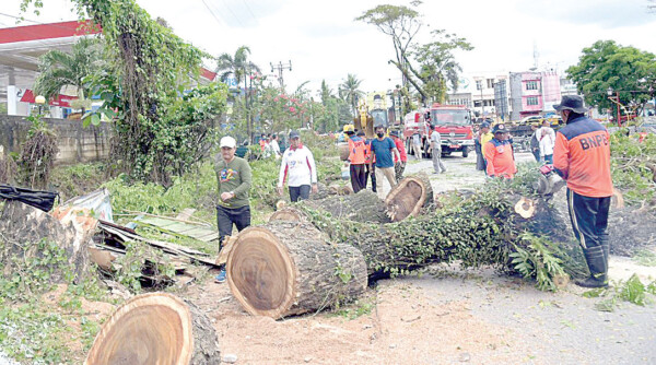 Asmawa Tosepu mengawasi langsung proses penebangan pohon di Kawasan Kali Kadia.