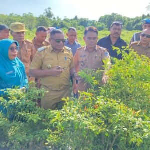 Pj Bupati Mubar, La Ode Butolo (kedua dari kiri) didampingi kepala Dinas Pertanian Mubar, Nestor Jono (ketiga dari kiri) melakukan panen raya cabai seluas 2,5 hektar di Desa Lakabu. (Foto: Akhirman)