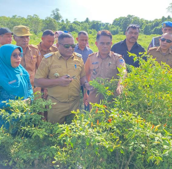 Pj Bupati Mubar, La Ode Butolo (kedua dari kiri) didampingi kepala Dinas Pertanian Mubar, Nestor Jono (ketiga dari kiri) melakukan panen raya cabai seluas 2,5 hektar di Desa Lakabu. (Foto: Akhirman)