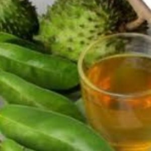daun sirsak